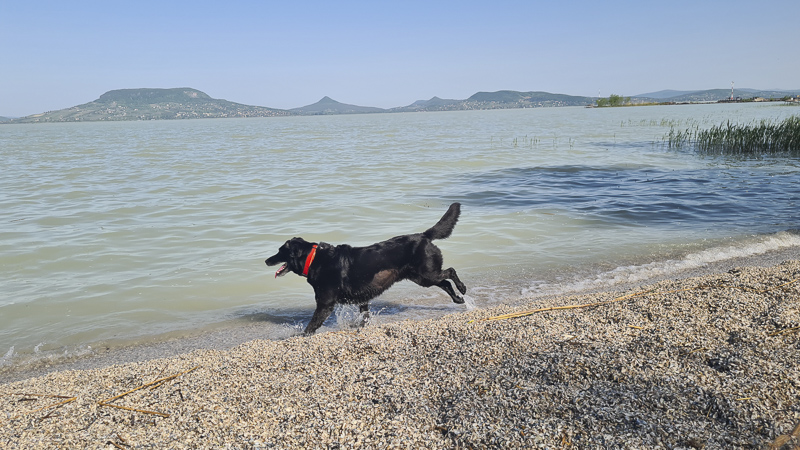 Fonyód Hundestrand Balaton