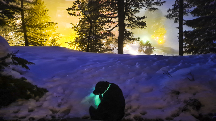 mit HUnd im HOchschober