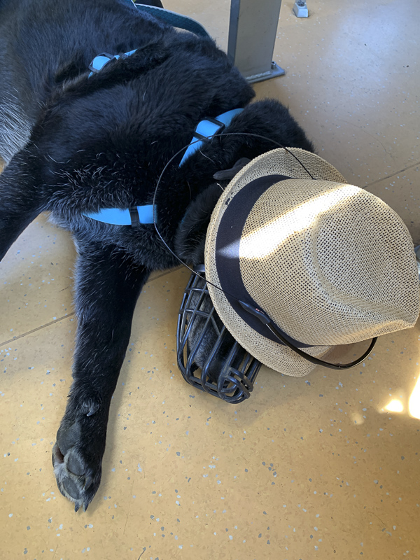 müder hund wachaubahn