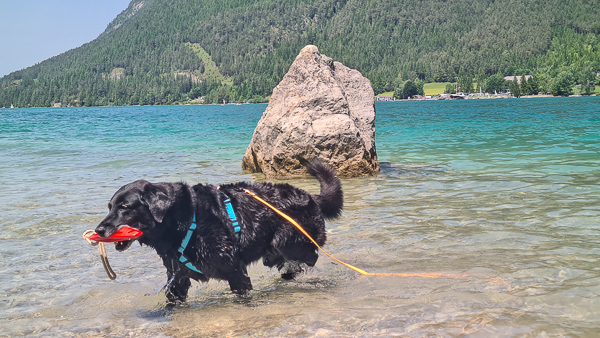 hund beim baden im achensee