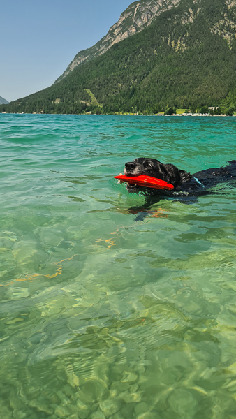 schwimmernder hund mit spielzeug am achensee