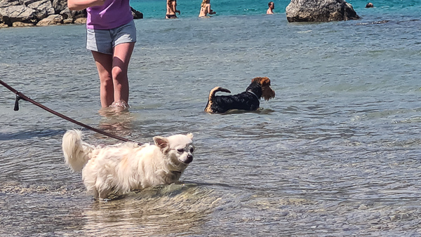 hunde schwimmen im achensee