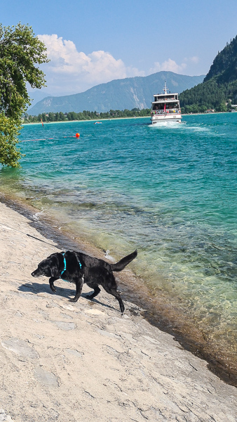 hund am ufer achensee