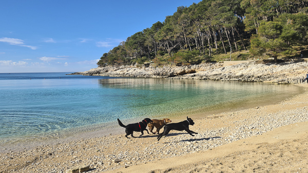 suncala bucht losinj hunde