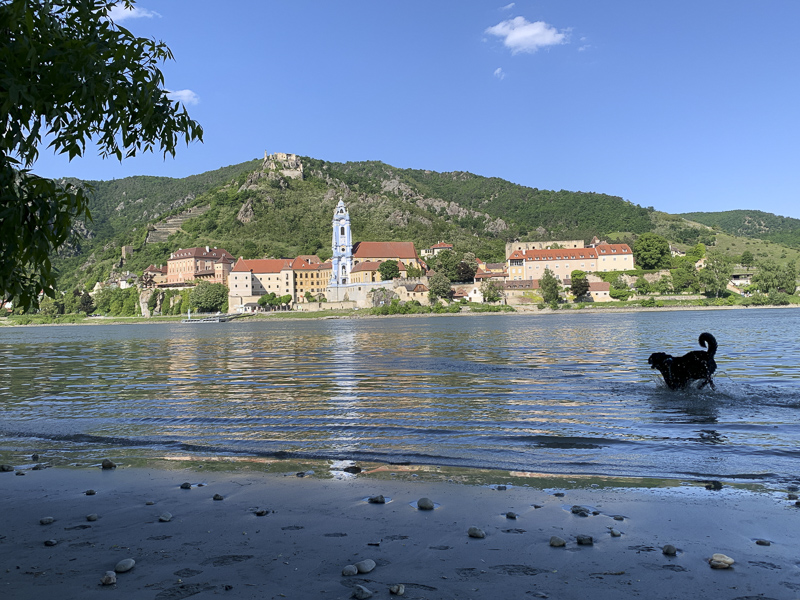badewiese rossatzbach mit hund baden wachau