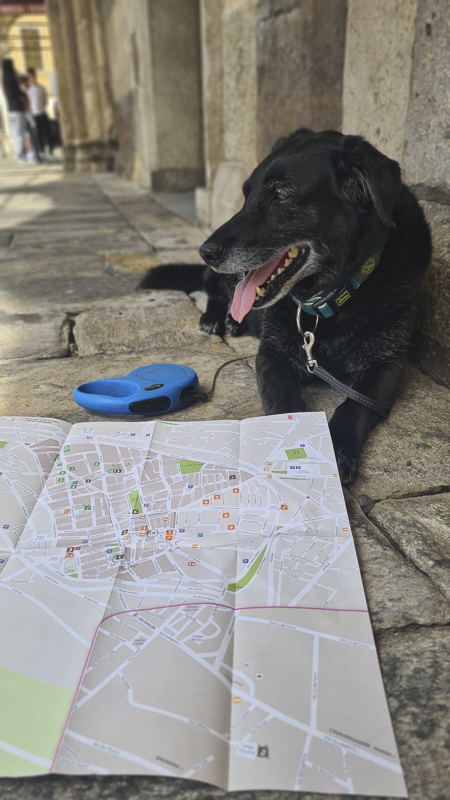 mit hund in cremona tipps mit stadtplan