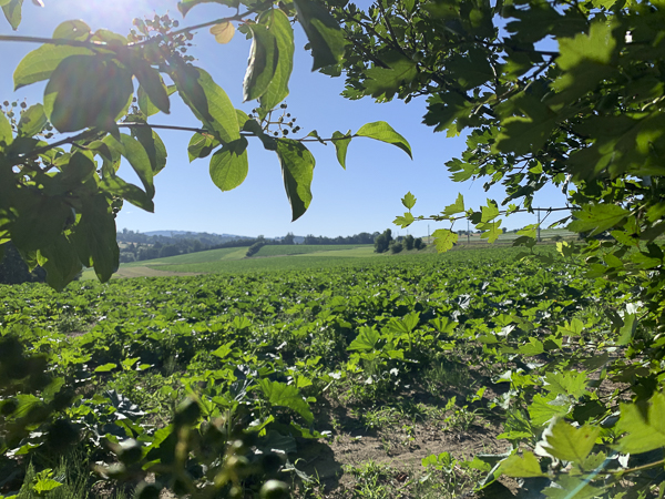 ausblick waldviertel vom stellplatz landvergnügen