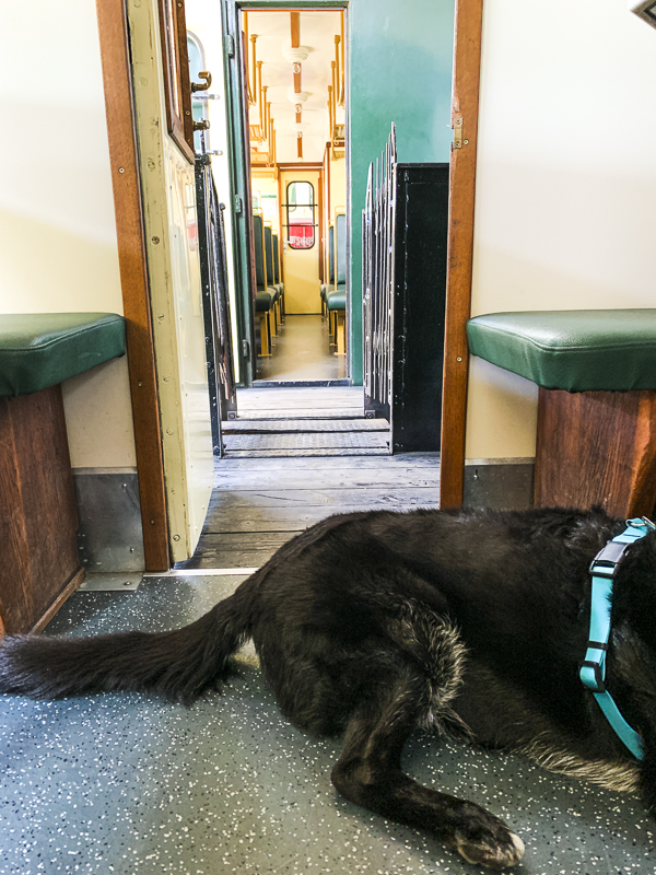 mit hund waldviertelbahn litschau herrenteich fahren
