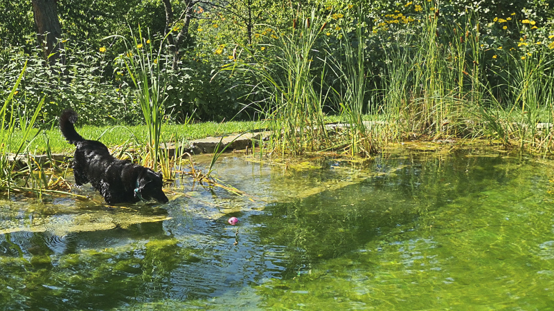 hundefreilaufzone mit badeteich kittenberger chalets ferienhaus