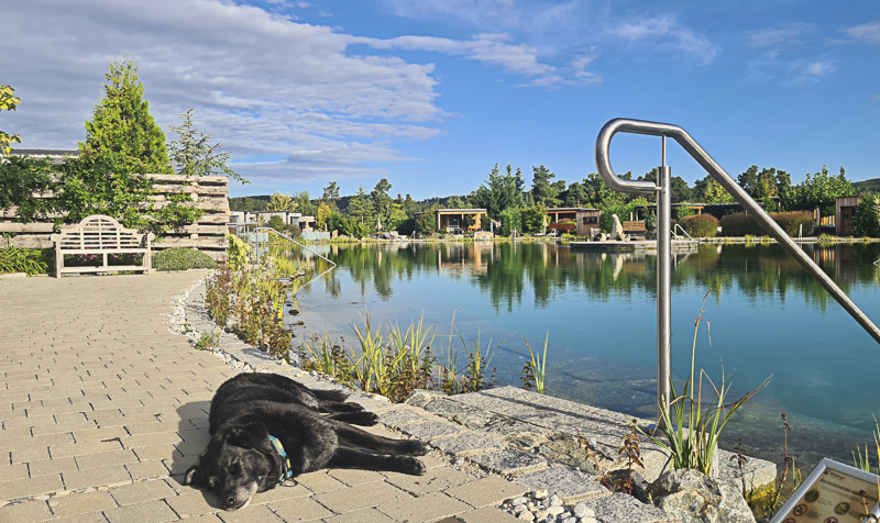 Hund am gartensee beim Chillen