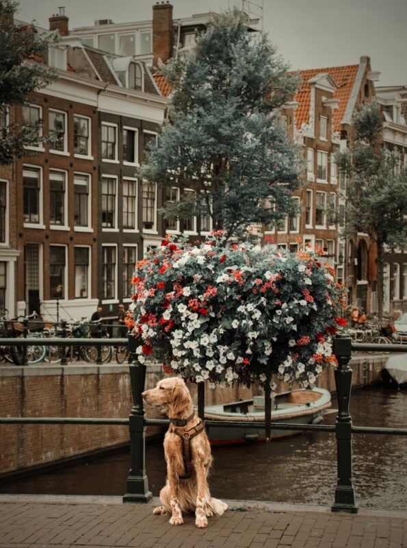Mit Hund an den Grachten von Amsterdam