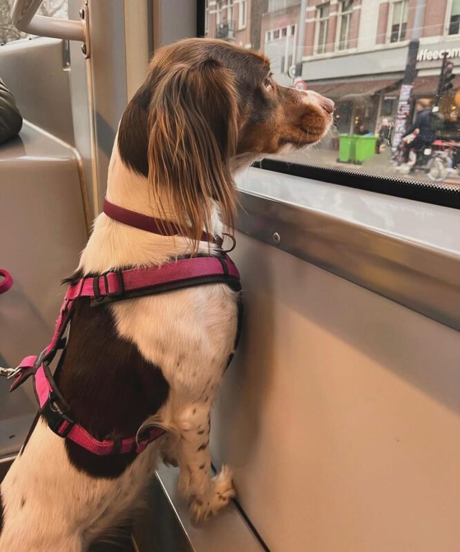 Hund im Öffetnlichen Verkehr in Amsterdam