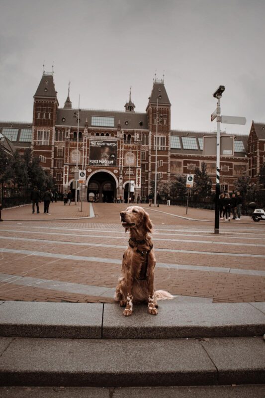 Hund vor dem Rijksmuseum