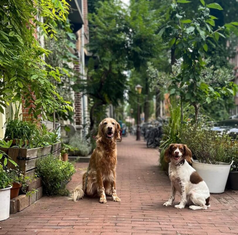 Hunde in Amsterdam