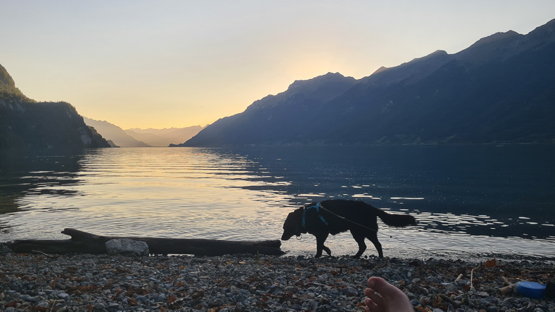 Mit Hund in der Schweiz