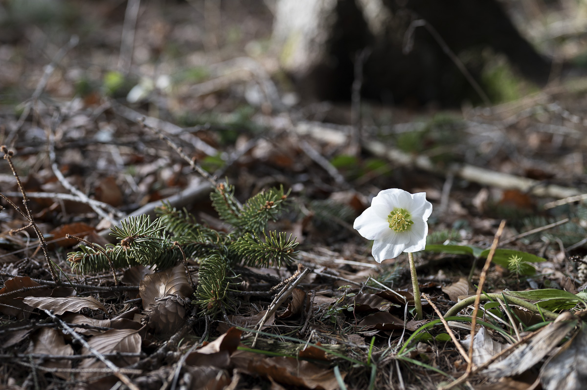 Luckerte Wand wanderung frühlingsboten mit hund