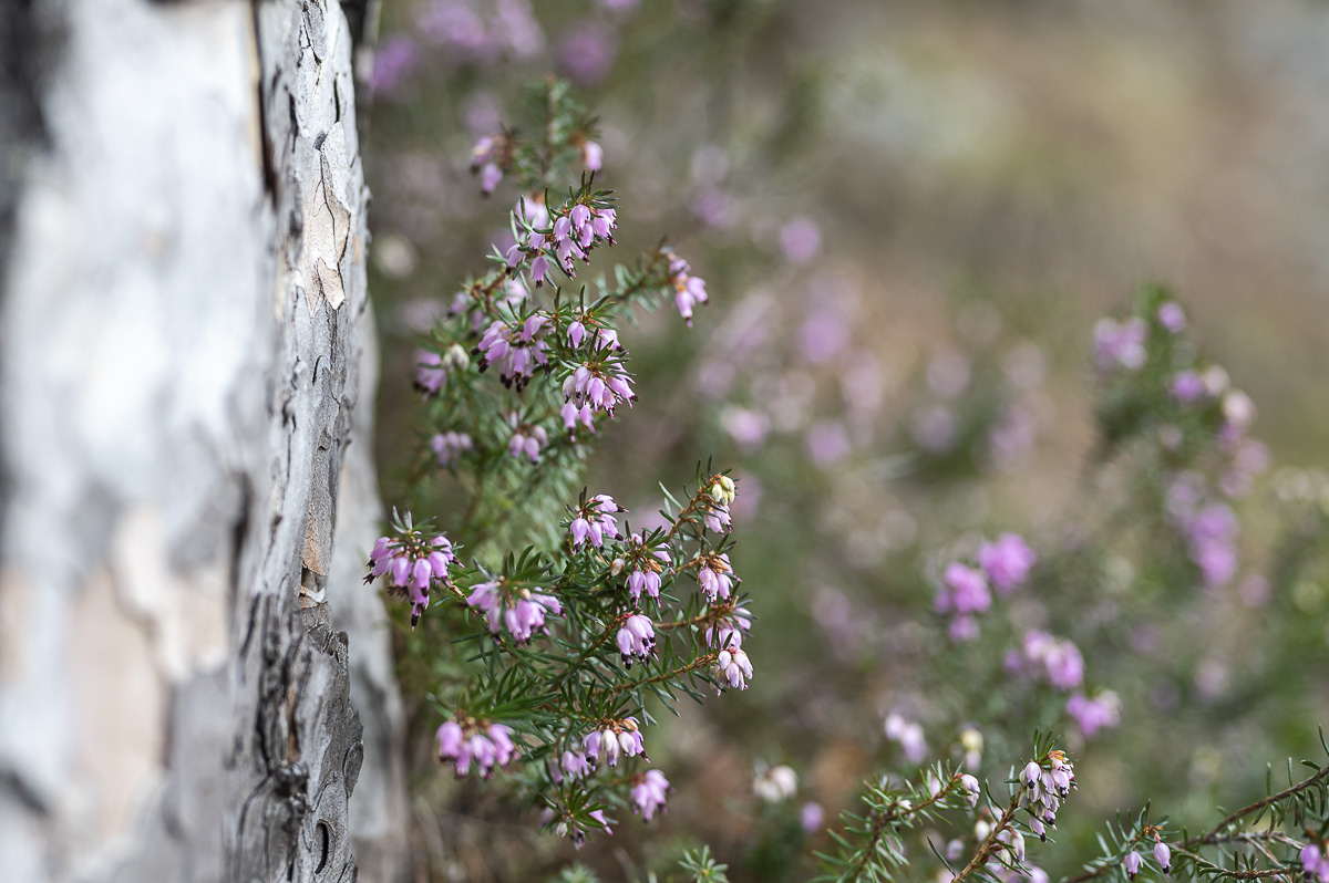 Frühlingsvorboten Wanderung Luckerte Wand mit hund