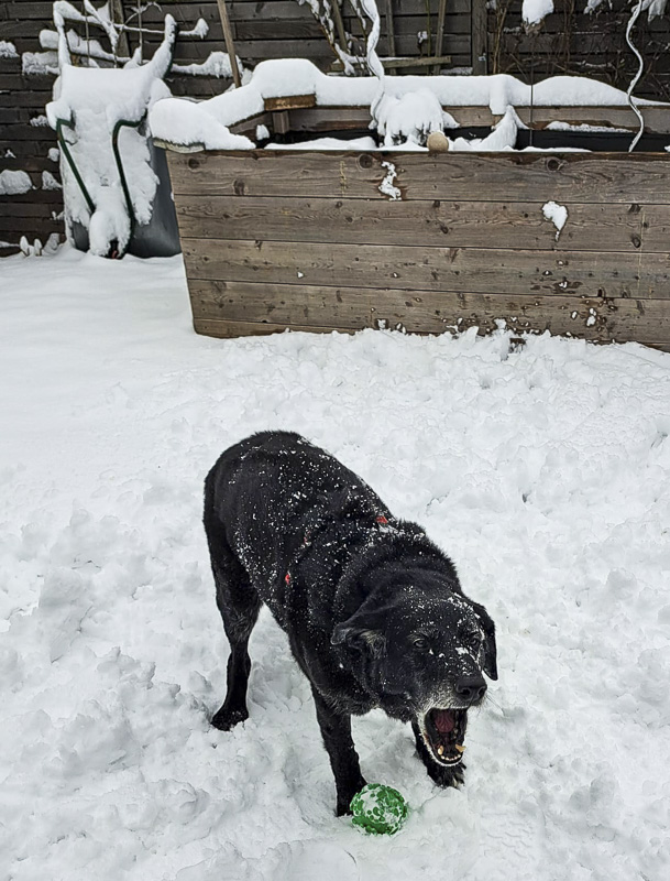 Hund coffee im schnee beim spielen und bellen