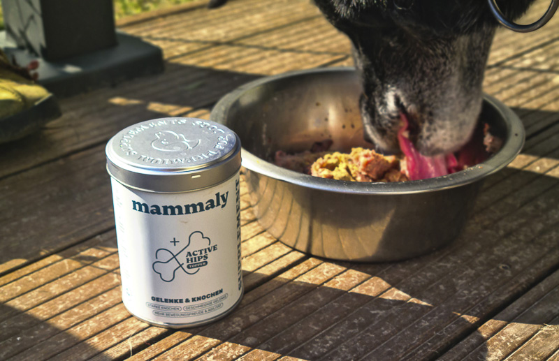 active hips topping von mammaly hund frisst