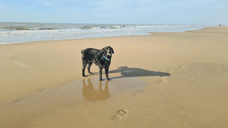 Hundestrand Noordwijk