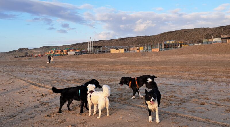 leinen los in holland am strand