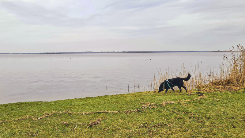 Friesland mit Hund
