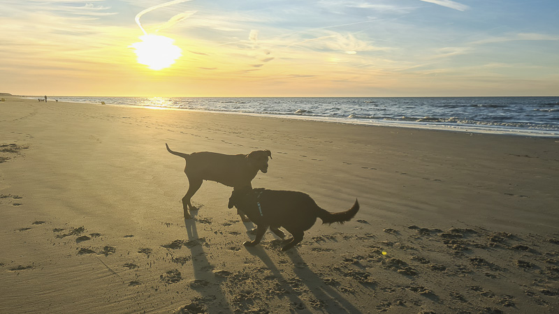 mit hund am strand in holland