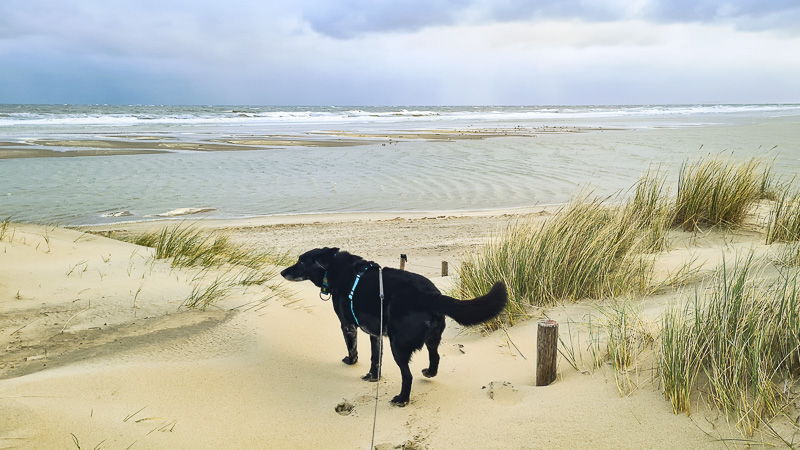 hund am strand in ouddorp