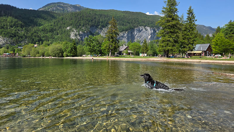hund schwimmt im grundlsee