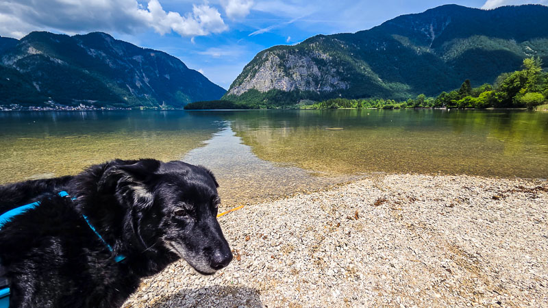 Hundebadestrand Hallstättersee