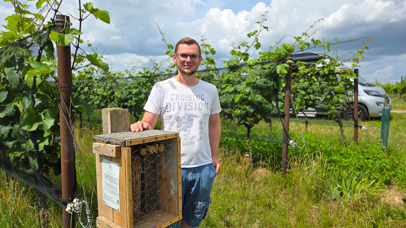 winzer pfalz campen im weingarten