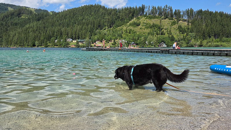 Hund am Erlaufsee Hundestrand beim Baden