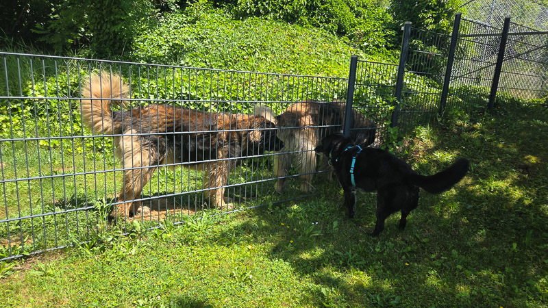 Hundewiese Hotel am Wörthersee mit Hund das JO