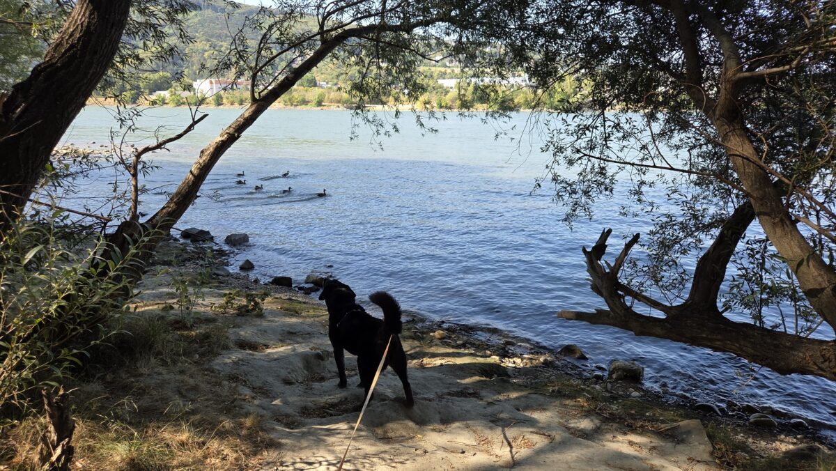 baden mit hund an der daonau