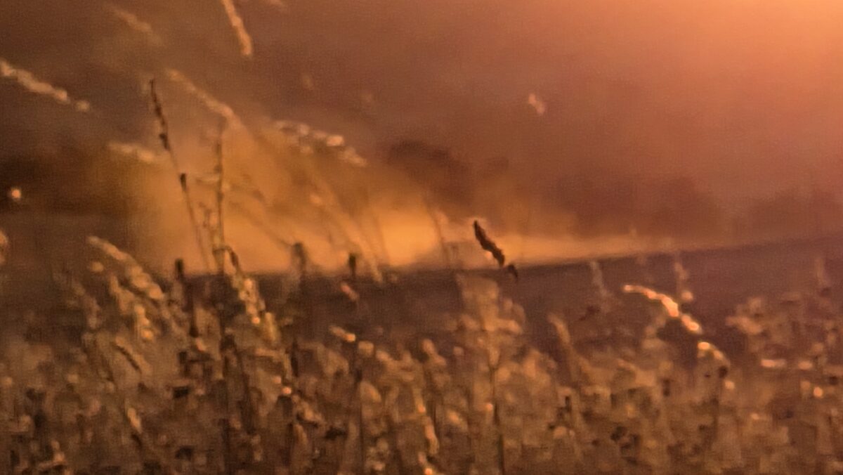 weinviertel hitze