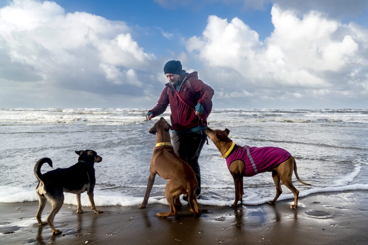 Hunde Noordwijk Strand, Fotografin Bax