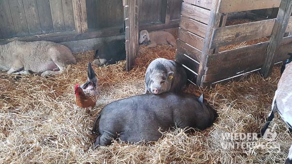 Schweine Tierpark Buchenberg