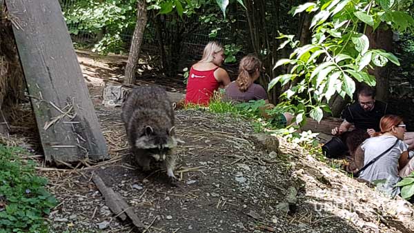 Die Waschbären im Tierpark Buchenberg