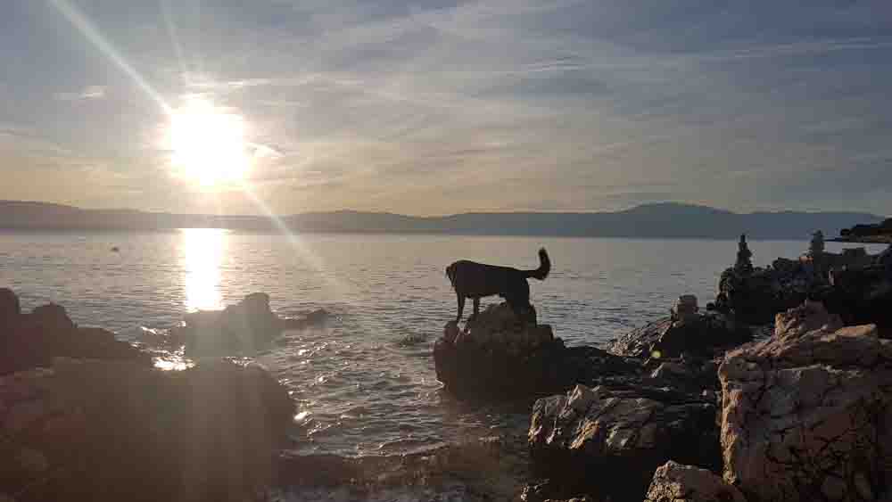 hund abends am strand camping aminess atea