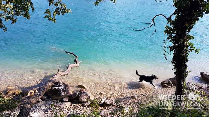 mit hund am wolfgangsee