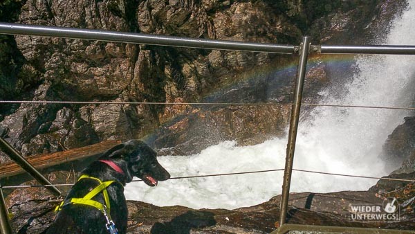 hund hängebrücke
