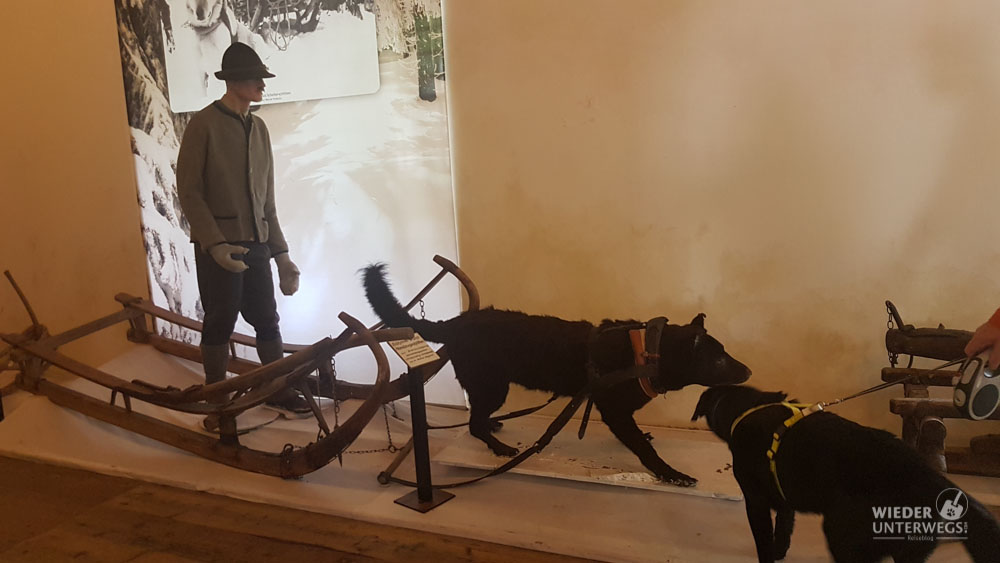Gesäuse Mit Hund 2018 (147 Von 243)