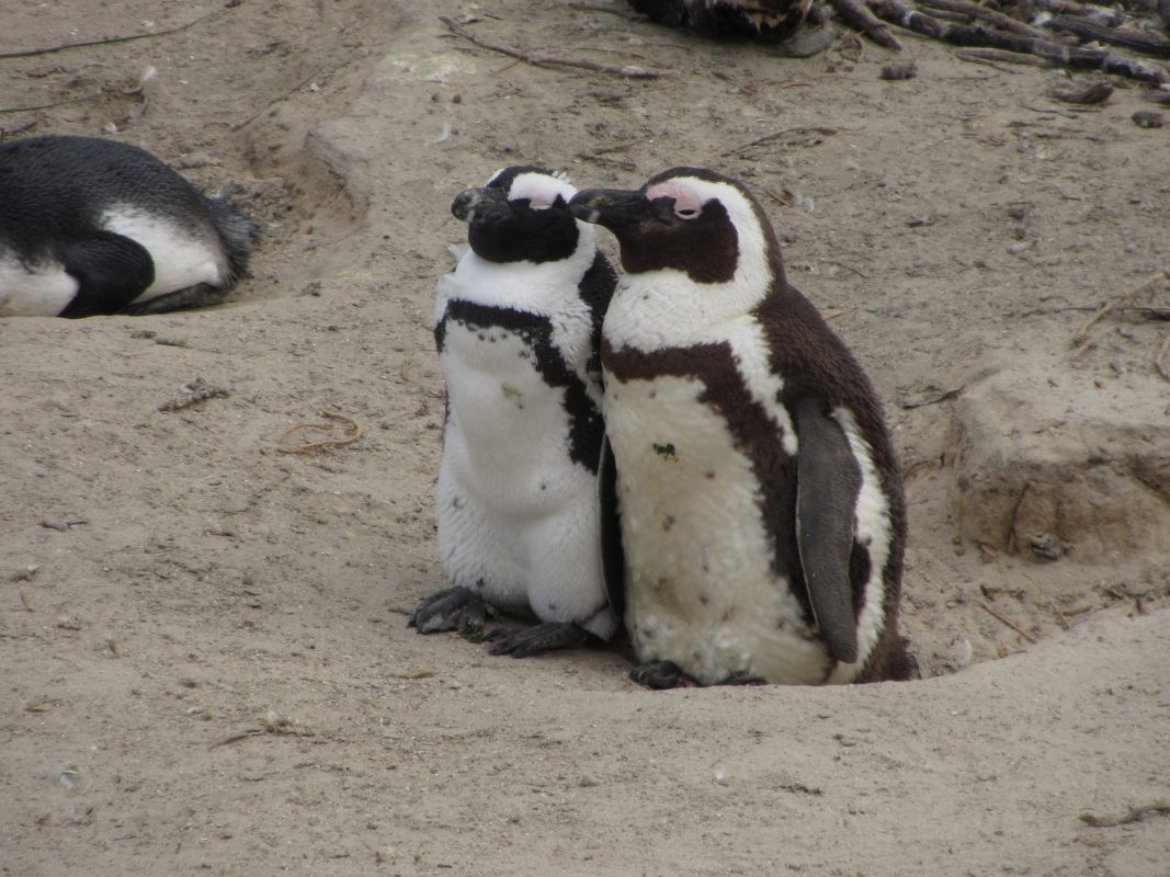 PInguine