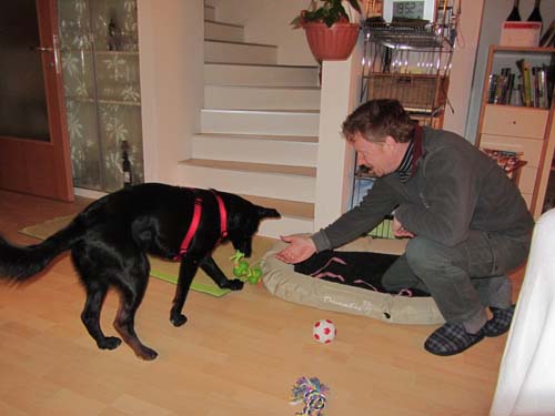 Ein Hund zieht ein