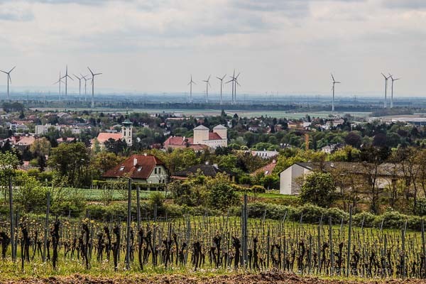 In die Grean Wolkersdorf Weinviertel