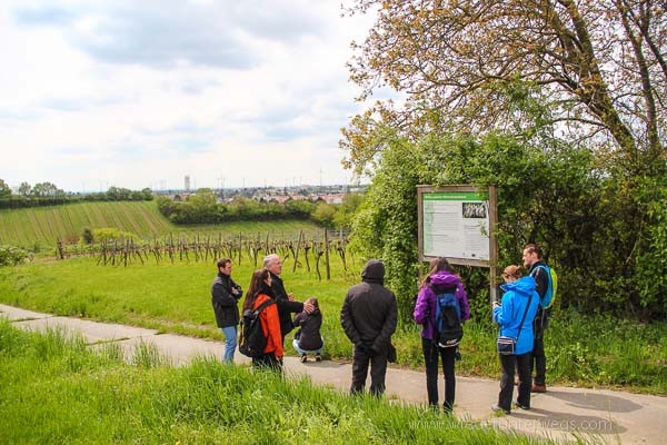 in die grean im weinviertel rieden