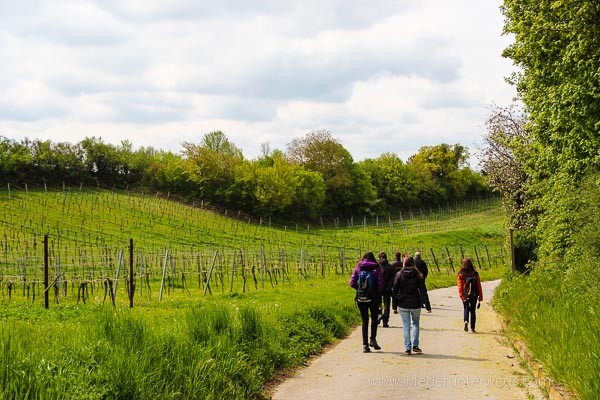 In die Grean gehn WEinviertel weinriede