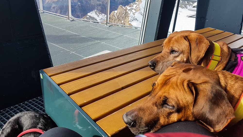 Kaprun Alpenhaus Mit Hund Zell Am See Kitzsteinhorn Web (198 Von 308)