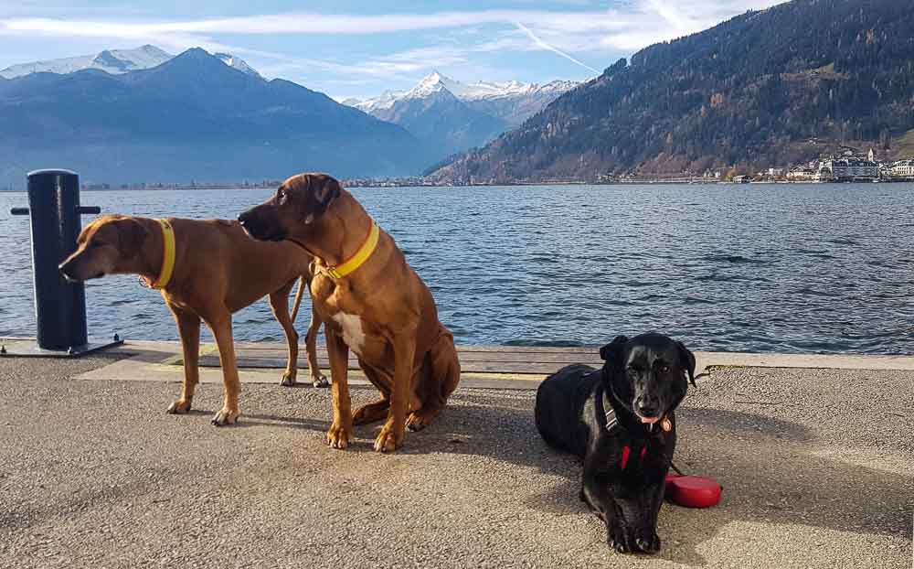 hunde am zeller see