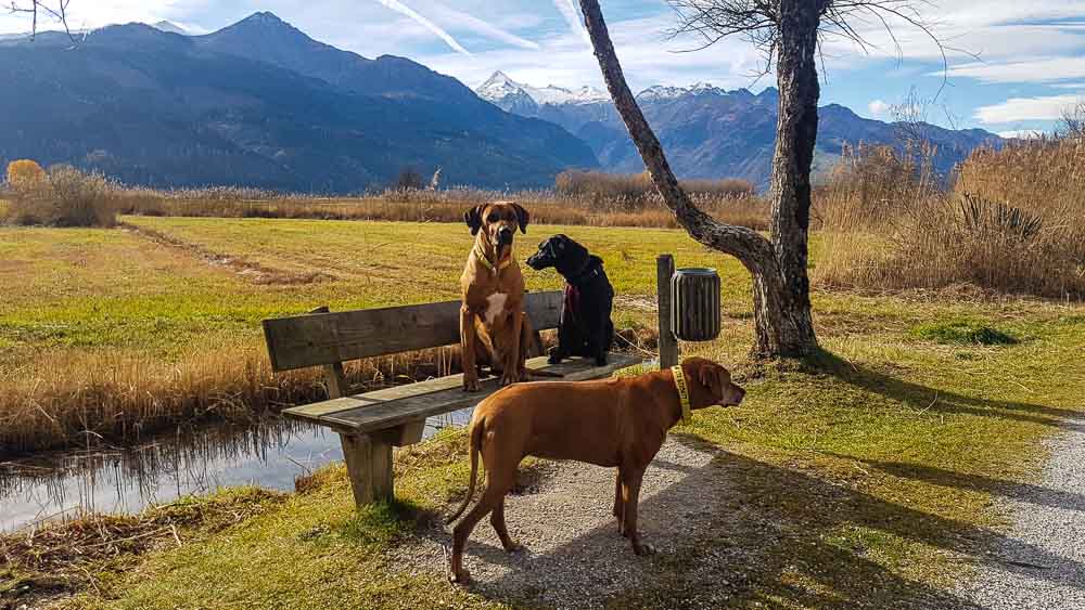 Kaprun Alpenhaus Mit Hund Zell Am See Kitzsteinhorn Web (263 Von 308)